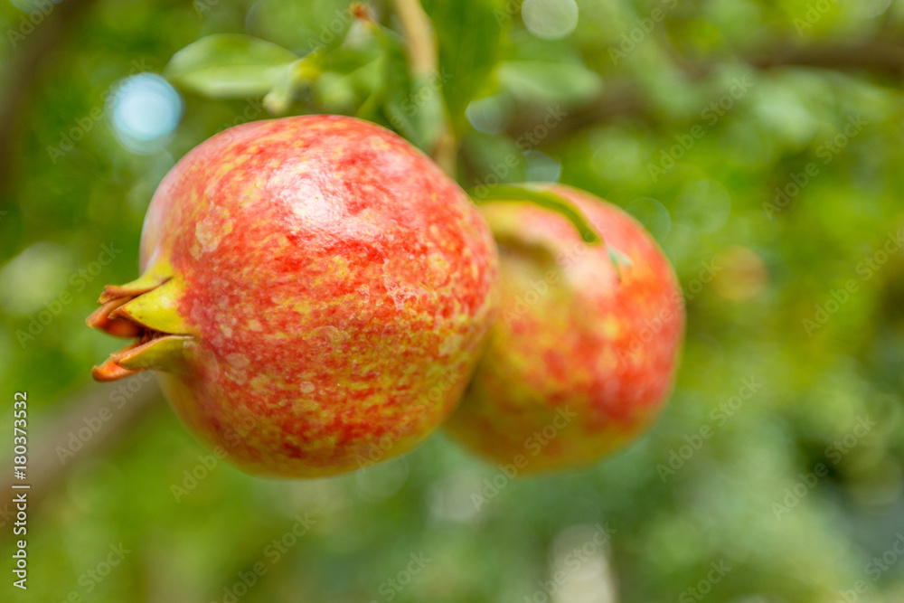 ripe pomegranate on the tree ripe pomegranate on the tree