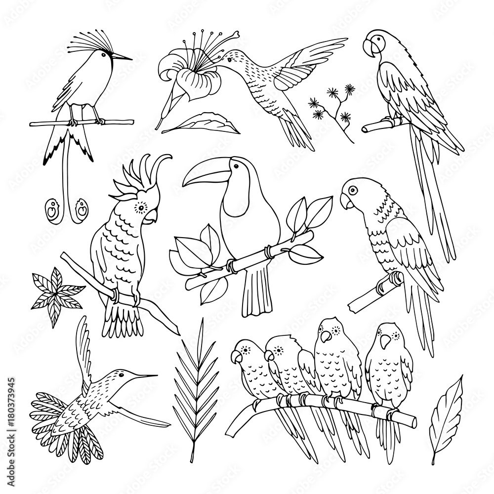 Tropical bird, illustration, Tropical bird, illustration,