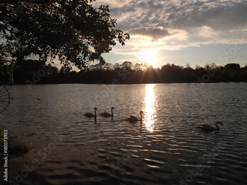 Sunset swans © bt07024