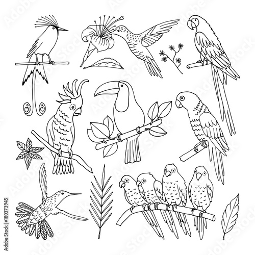Tropical bird, illustration, 