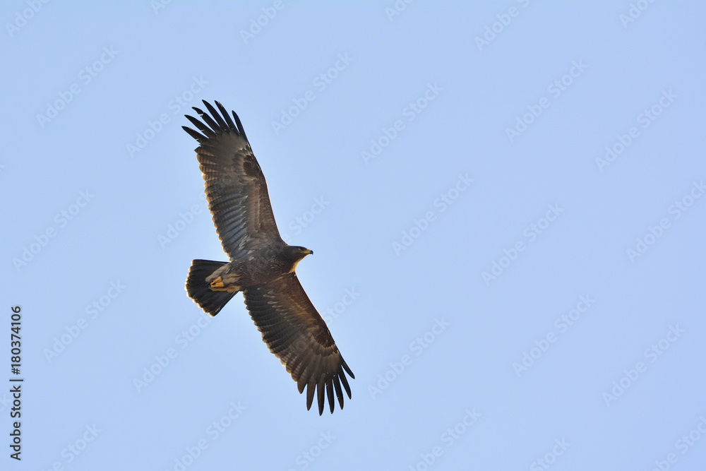 Lesser Spotted Eagles (Aquila pomarina), Crete