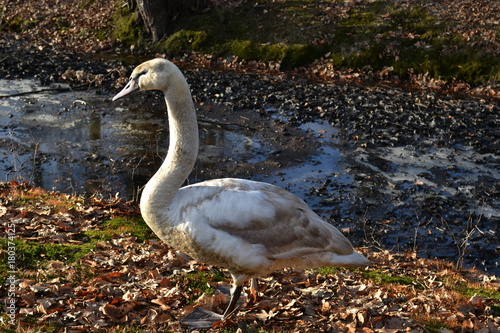 Canard Polonais