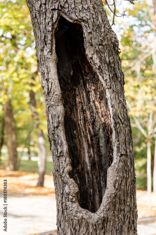 Fototapeta premium tree trunk bored in the country house of madrid