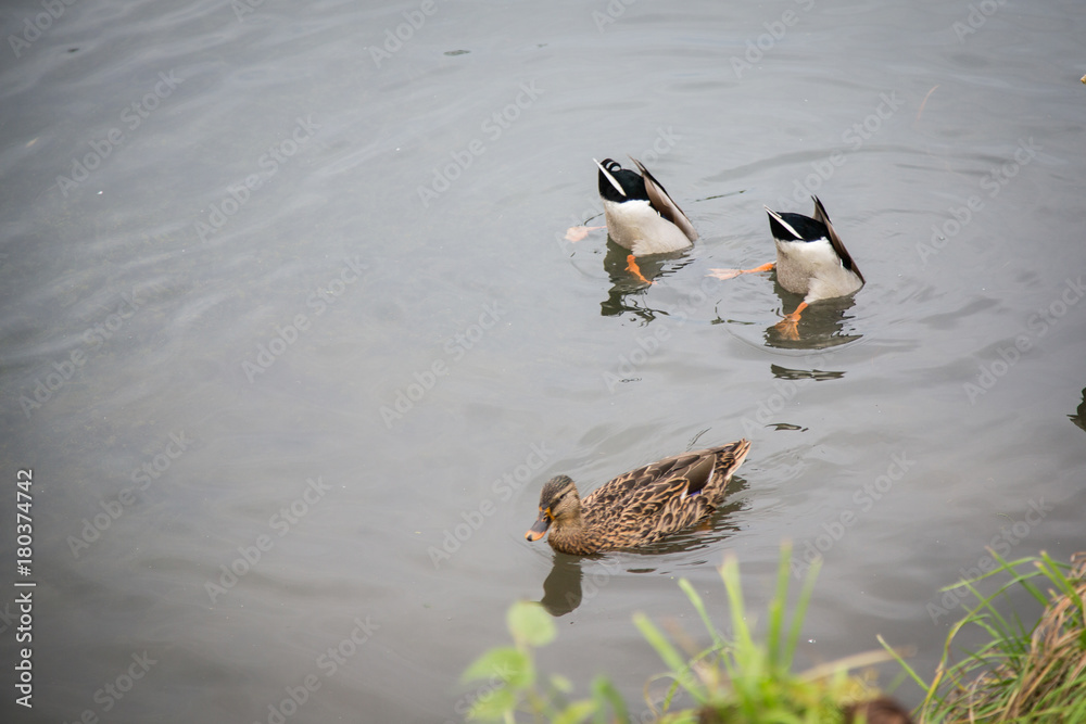 Ducks diving on the lake Ducks diving on the lake