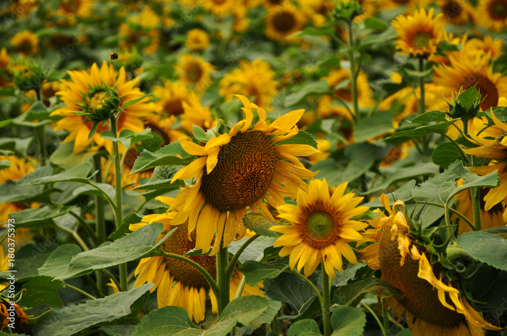 Fototapeta premium Flowering sunflower in the field