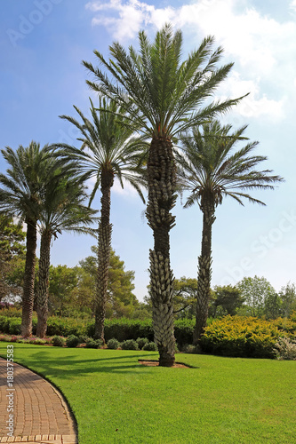 Palms in park Ramat Hanadiv, Memorial Gardens of Baron Edmond de Rothschild, Zichron Yaakov, Israel