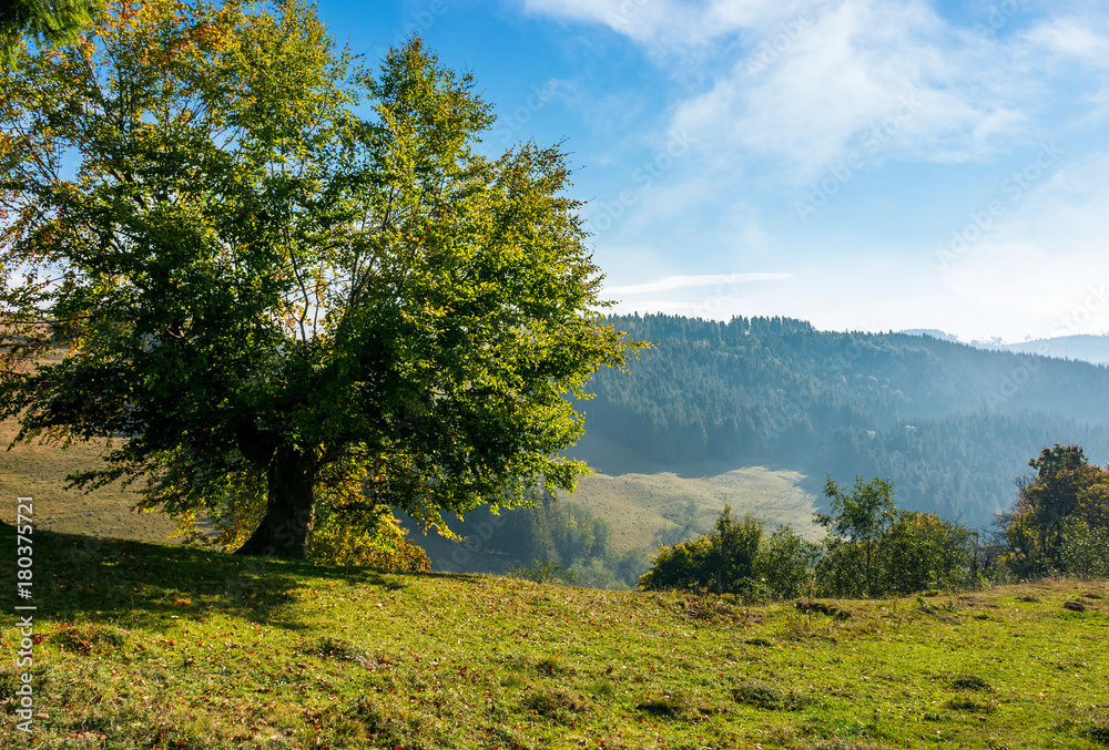Fototapeta premium tree on a slope in hilly countryside. beautiful nature scenery in early autumn