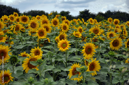 Fototapeta Naklejka Na Ścianę i Meble -  Flowering sunflower in the field