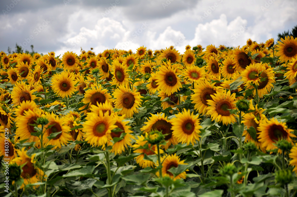 Fototapeta premium Flowering sunflower in the field