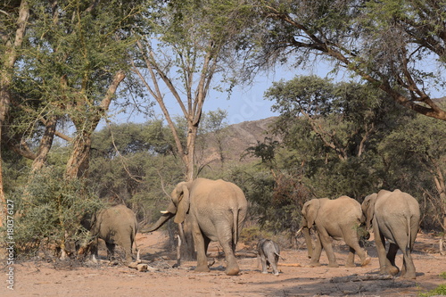 Elefantes del desierto - Namibia