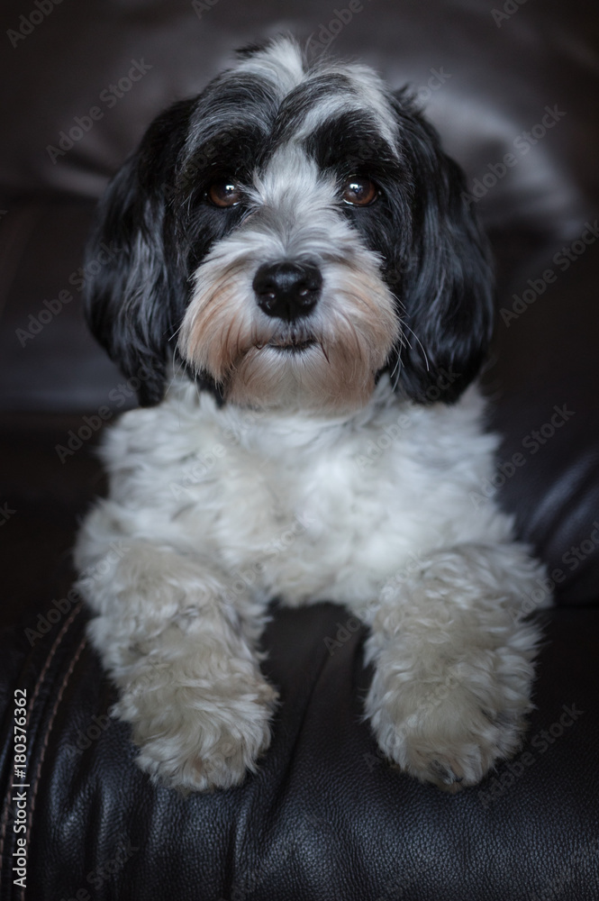 Portrait of a Havanese Portrait of a Havanese
