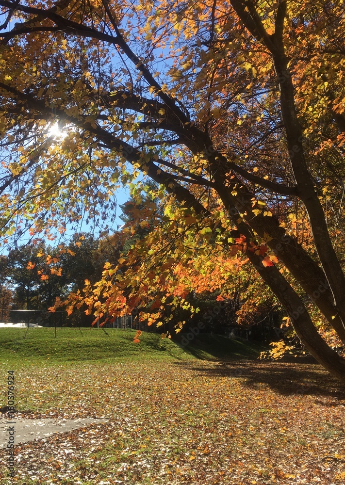 Naklejka premium sunlight through colorful leaves during fall foliage