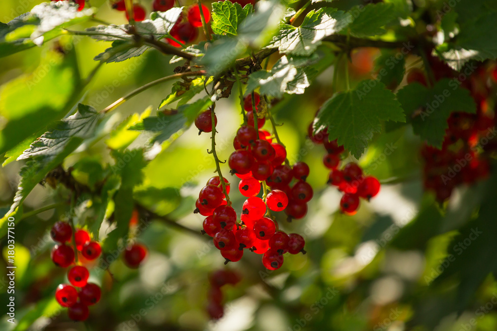 Red currant on the branch with green leaves closeup Red currant on the branch with green leaves closeup