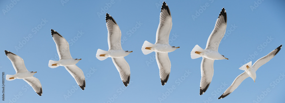 Obraz premium Seagull flight in a bright blue sky