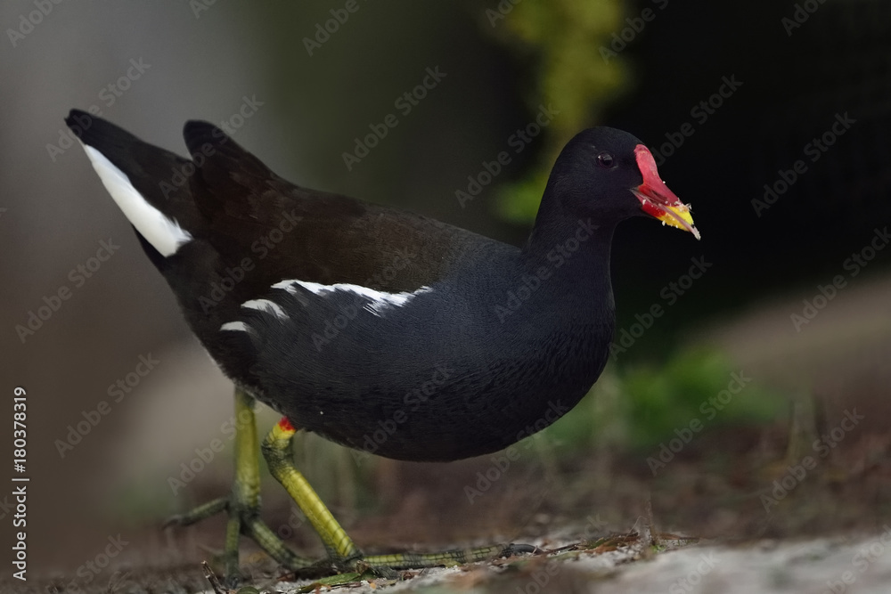 Moorhen (Gallinula chloropus), Crete, Greece Moorhen (Gallinula chloropus), Crete, Greece