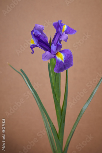 Fototapeta Naklejka Na Ścianę i Meble -  nice iris flower