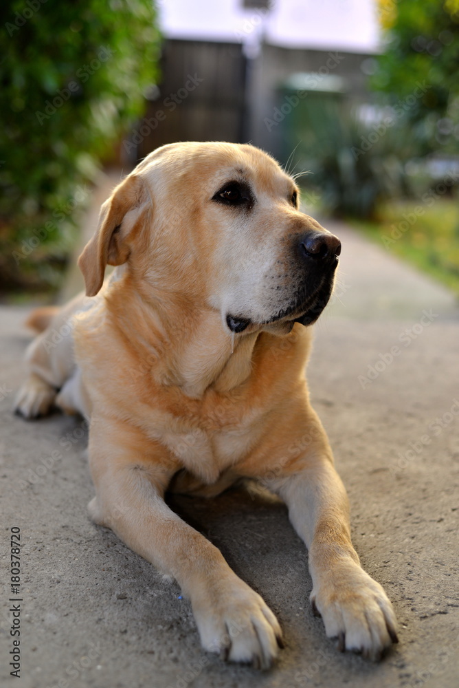 Beautiful golden retriever posing
