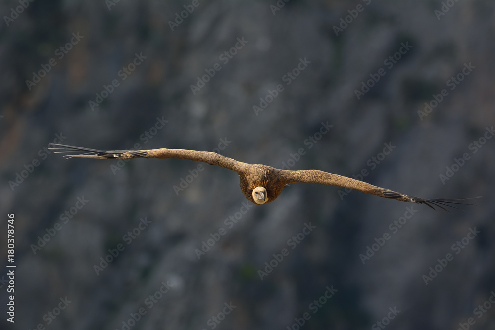 Griffon Vulture (Gyps fulvus), Crete, Greece Griffon Vulture (Gyps fulvus), Crete, Greece