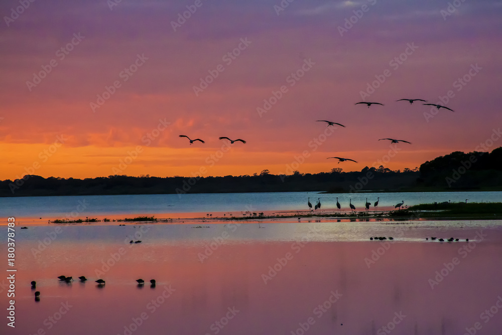 Sandhill cranes arriving to roost at sunset