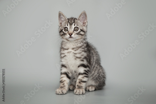 Gray little striped kitten on a studio background.