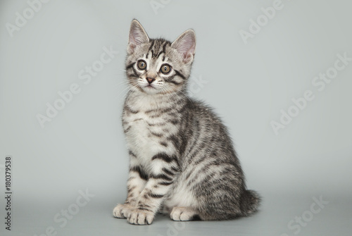 Gray little striped kitten on a studio background.