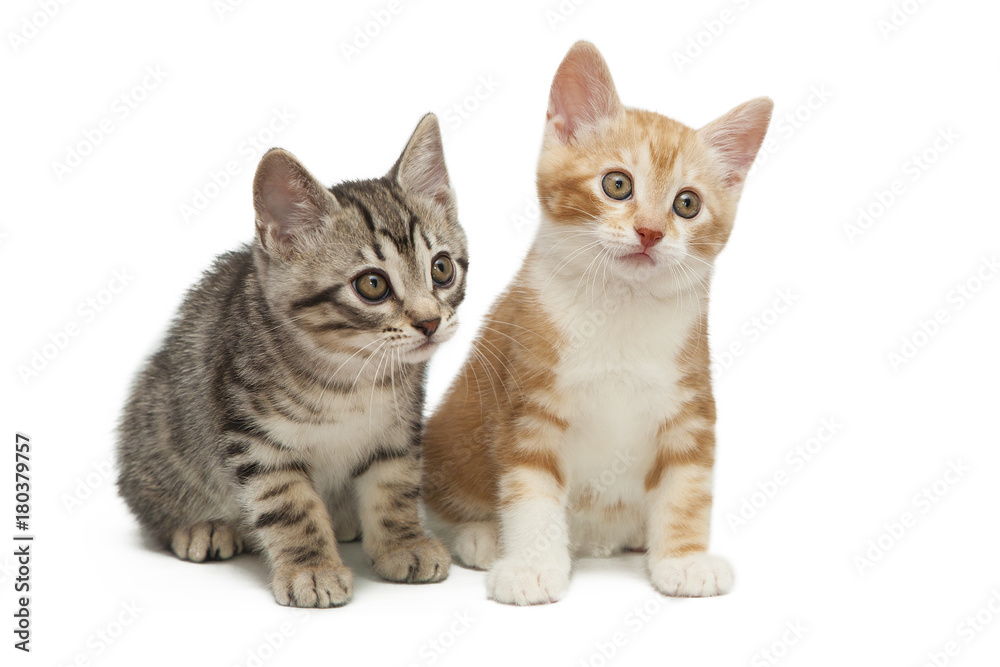 Gray and red small kittens isolated on white background.