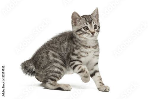 Gray little kitten isolated on white background.
