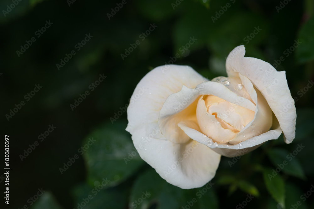 Fototapeta premium Lions-Rose is also called Champagne Moment or Lion's Fairy Tale. It was bred by Tim Herman Kordes and is a white, near white or white blend Floribunda.