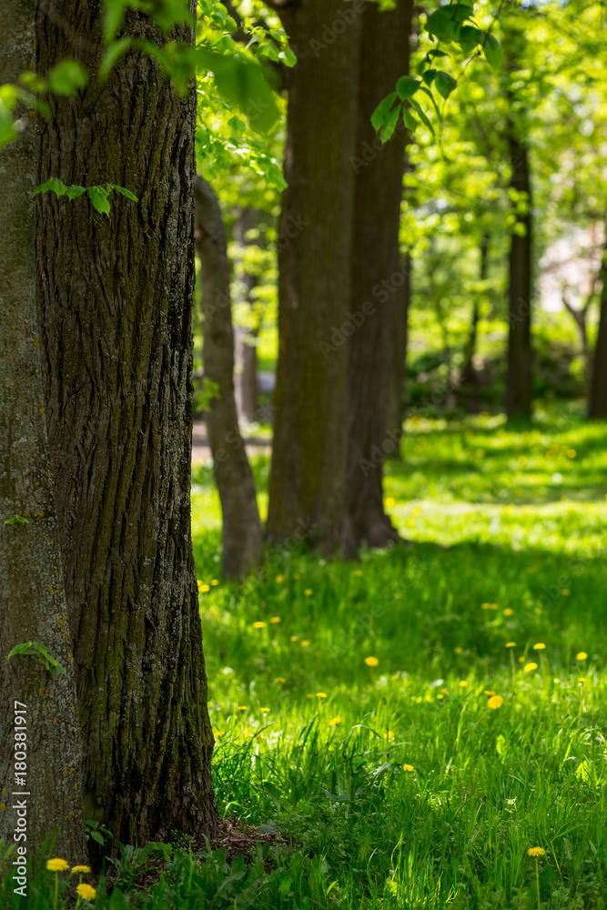 Tree trunk, summer, dandelions, flowers, herbs Tree trunk, summer, dandelions, flowers, herbs