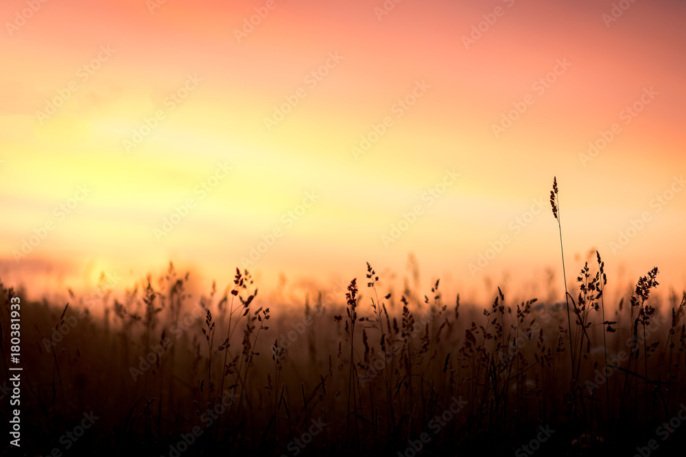 Sunrise on nature, grass, red