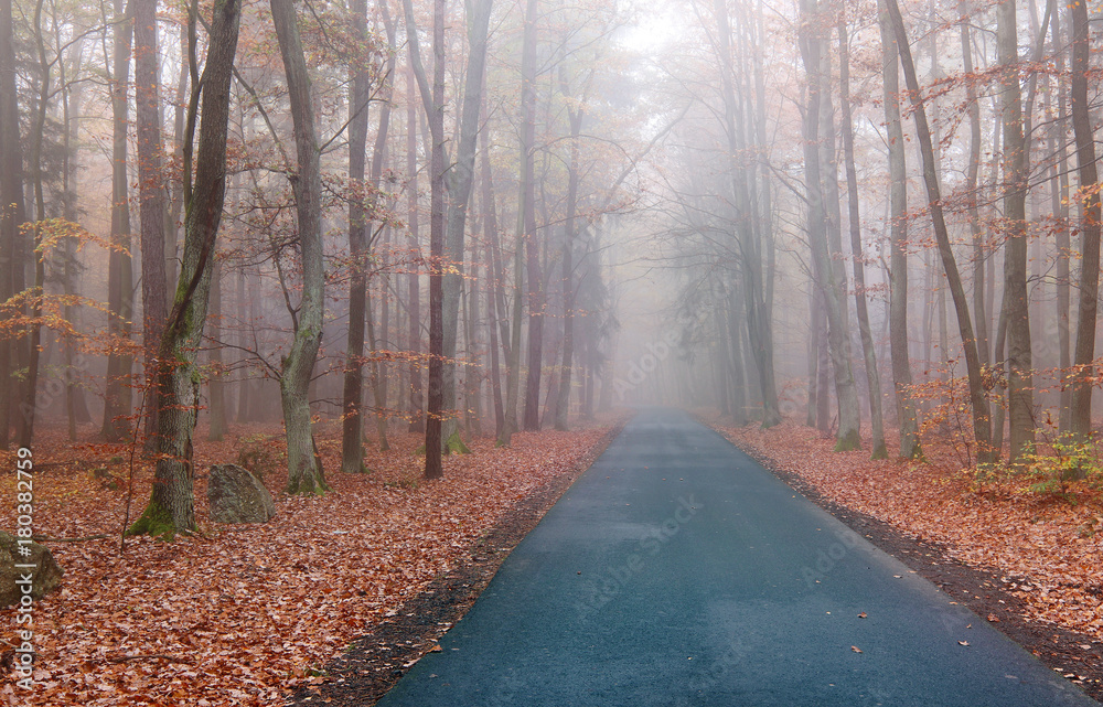 Road in the autumn beechwood