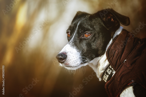 Jack Russell Terrier