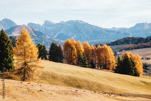 Lovely yellow larches in sunlight. Location place Dolomiti, Compaccio village, Alpe di Siusi, Province of Bolzano - South Tyrol, Italy, Europe.
