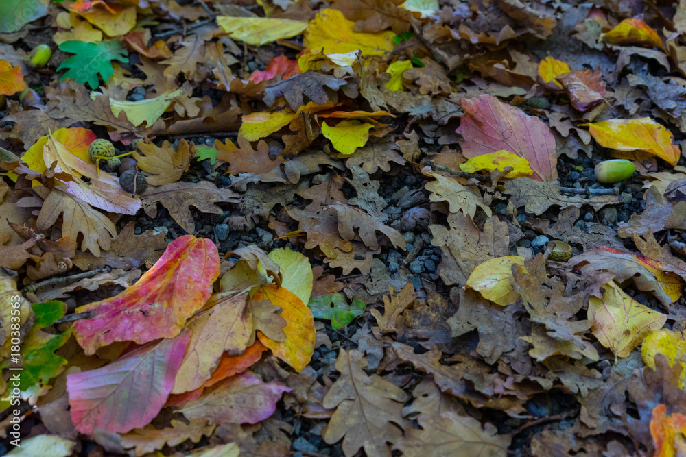 autumn leaf in rain close up view colorful autumn leaf in rain close up view colorful