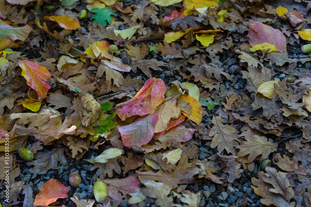 autumn leaf in rain close up view colorful autumn leaf in rain close up view colorful