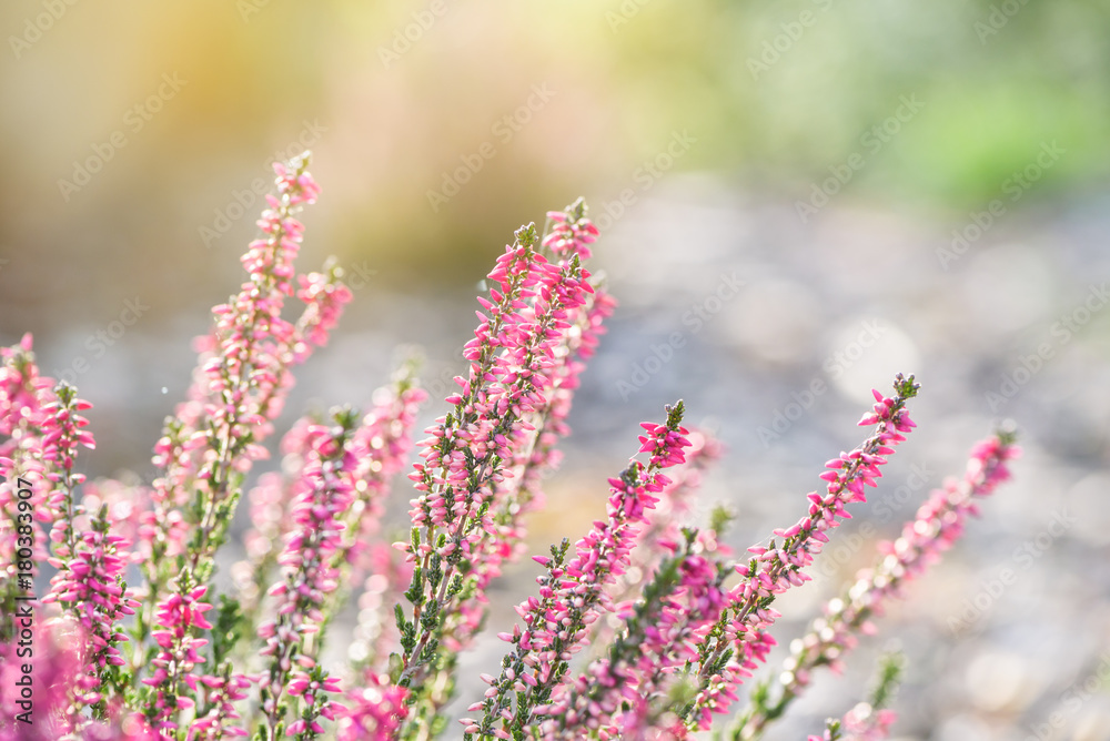 Heather flowers. Bright natural background. Heather flowers. Bright natural background.