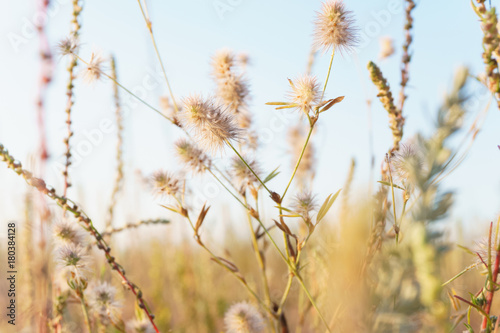 wild fragile plant on a white backgrounds