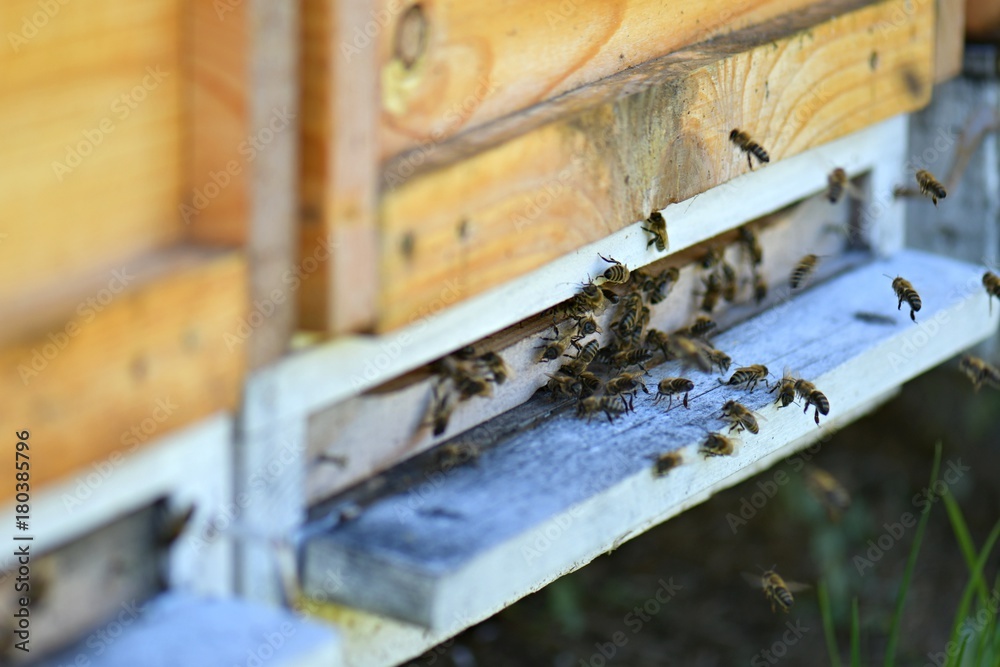 Honeybee hives (Apis mellifera). Honeybee hives (Apis mellifera).