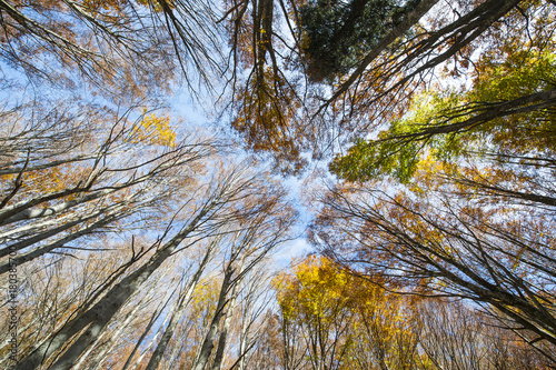 Faggeta con i colori del foliage fotografata dal basso