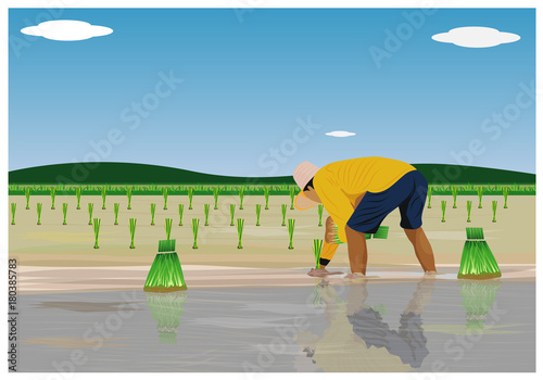 farmer transplant rice seeding in paddy field vector design
