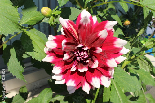 Fototapeta Naklejka Na Ścianę i Meble -  White tipped red decorative dahlia flower