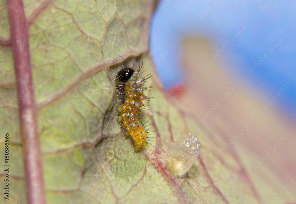 Fototapeta premium Tiny Gulf Fritillary butterfly caterpillar right after eclosing from his egg, with the shell visible behind him on a Passionflower leaf