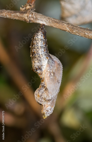 Freshly pupated Gulf Fritillary butterfly chrysalis hanging down
