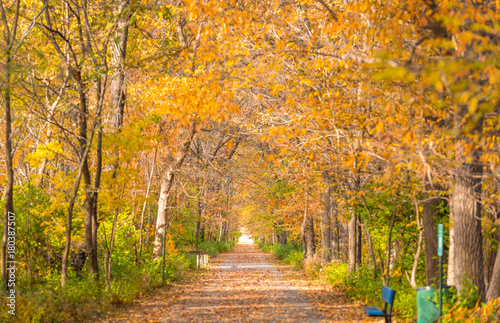 Autumn trail during golden hour