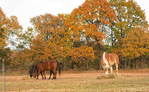 Three horses eating hay off the ground in pasture with fall foliage on trees