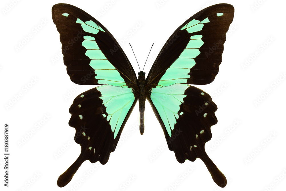 Fototapeta premium Apple-green banded swallowtail, the real tropical butterfly (Papilio phorcas) from Congo, isolated on white background