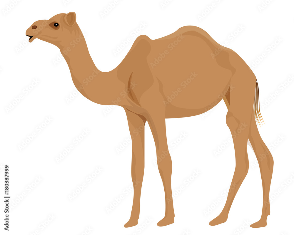 camel in desert vector design camel in desert vector design