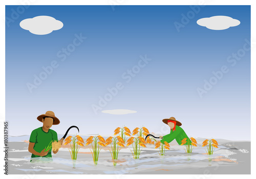 farmer harvest rice in a flood paddy field vector design