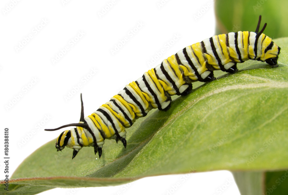 Naklejka premium Trzecia instancja Monarch gąsienica na liściu Milkweed, widok z boku