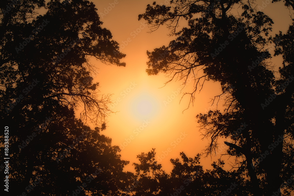Early morning sun shining through trees in heavy fog, in hues of deep orange